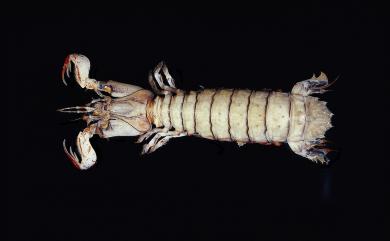 Clorida denticauda (Chhapgar & Sane, 1967) 齒尾綠蝦蛄