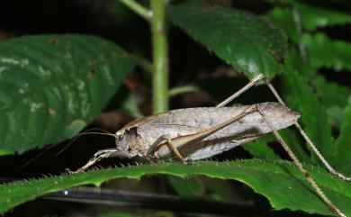 Mecopoda elongata (Linnaeus, 1758) 臺灣騷斯