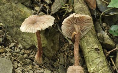 Laccaria laccata (Scop.:Fr.) Berk. & Br. 漆蠟蘑