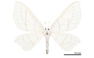 Palaeomystis falcataria (Moore, 1867) 古秘尺蛾