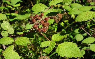 Rubus mesogaeus 裡白懸鉤子