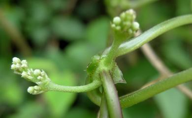 Paederia cavaleriei H.Lév. 毛雞屎藤