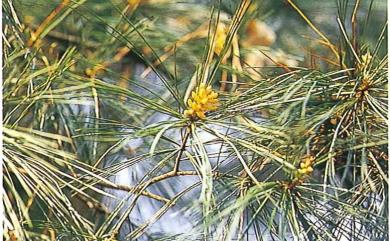 Pinus morrisonicola 臺灣五葉松