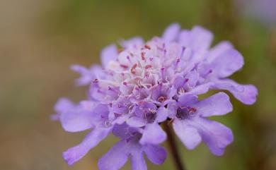 Scabiosa lacerifolia Hayata 玉山山蘿蔔