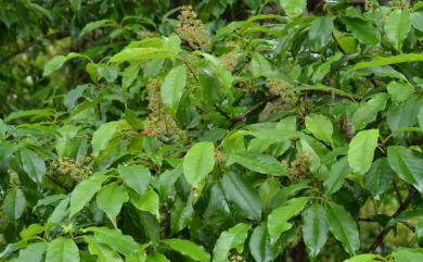 Prunus buergeriana Miq. 布氏稠李