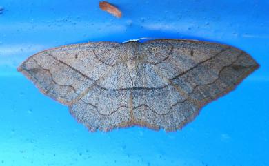 Rhodostrophia bisinuata wilemani Prout, 1938 白頂姬尺蛾