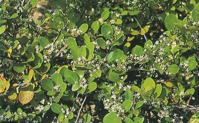 Maytenus emarginata (Willd.) Ding Hou 蘭嶼裸實