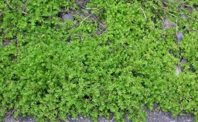 Pilea microphylla (L.) Liebm. 小葉冷水麻