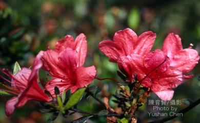 Rhododendron simsii 唐杜鵑