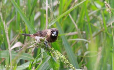 Lonchura striata swinhoei (Cabanis, 1882) 白腰文鳥