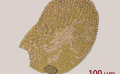Erpodium biseriatum (Aust.) Aust., 1877 樹生苔