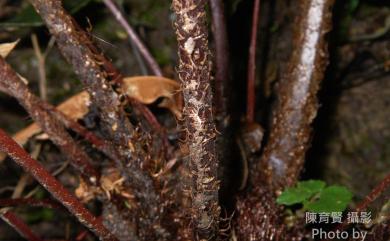 Alsophila podophylla 鬼桫欏