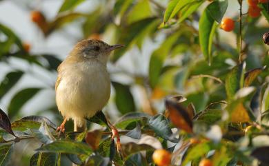 Prinia inornata flavirostris (Swinhoe, 1863) 褐頭鷦鶯(台灣亞種)