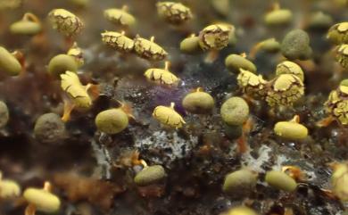 Physarum viride 綠絨泡黏菌