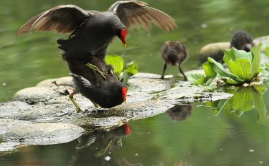 Gallinula chloropus (Linnaeus, 1758) 紅冠水雞