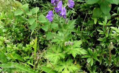 Aconitum fukutomei var. fukutomei 臺灣烏頭