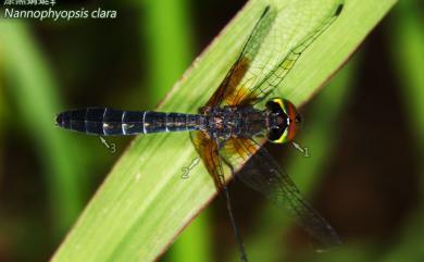 Nannophyopsis clara (Needham, 1930) 漆黑蜻蜓