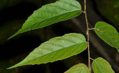 Rubus kawakamii 桑葉懸鉤子