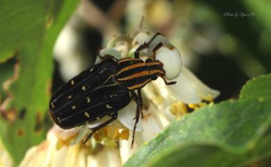 Euselates perraudieri taivanica 巴蘭陷紋金龜