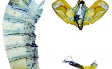 Papilio polytes polytes Linnaeus, 1758 玉帶鳳蝶