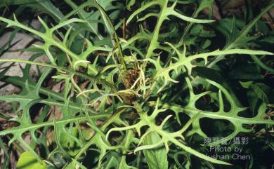 Lactuca indica 鵝仔草