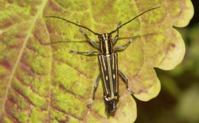 Glenea lineata sauteri Schwarzer, 1925 曹太氏黃紋天牛