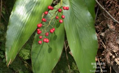 Alpinia intermedia Gagnep. 山月桃