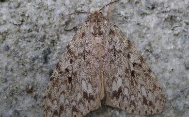 Lymantria grisea Moore, 1879 L紋褐舞毒蛾