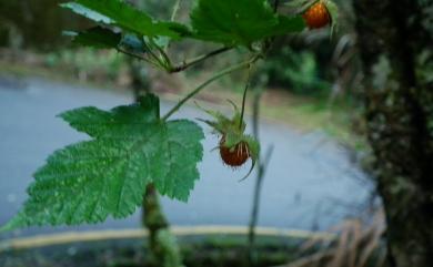 Rubus taitoensis var. taitoensis 臺東刺花懸鉤子