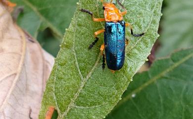 Themus uniformis Wittmer, 1983 純色凹翅麗菊虎