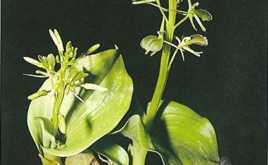 Liparis cordifolia Hook.f. 心葉羊耳蒜