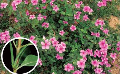 Catharanthus roseus (L.) G. Don 長春花