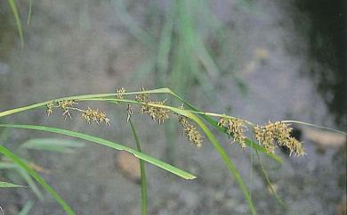 Carex cruciata var. argocarpus C.B. Clarke 煙火薹