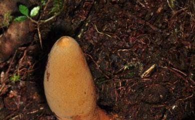 Xylaria telfairii (Berk.) Fr. 泰菲爾氏炭角菌