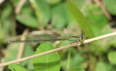 Ischnura asiatica Brauer, 1865 亞東細蟌