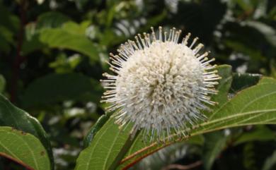 Cephalanthus tetrandrus 風箱樹