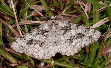 Lassaba tayulingensis (Sato, 1986) 污雪帶紋尺蛾