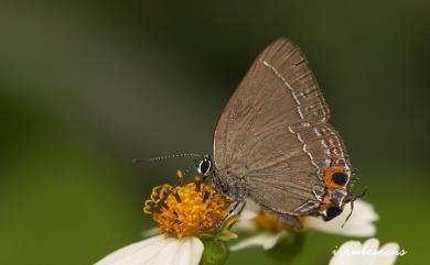 Satyrium eximium mushanum (Matsumura, 1929) 秀洒灰蝶