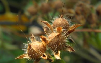 Ipomoea triloba L. 紅花野牽牛