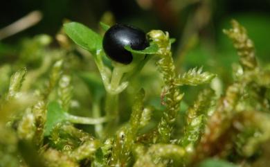 Nertera nigricarpa 黑果深柱夢草