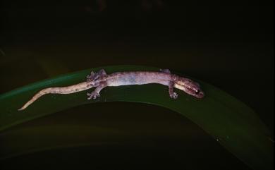 Hemiphyllodactylus typus Bleeker, 1860 半葉趾虎