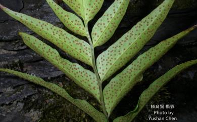 Cyrtomium falcatum subsp. falcatum 全緣貫眾蕨