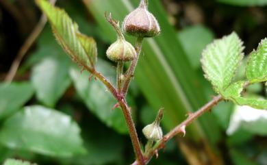 Rubus rosifolius 刺莓