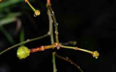 Capparis sikkimensis subsp. formosana 山柑