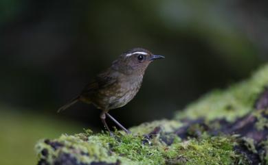 Brachypteryx goodfellowi Ogilvie-Grant, 1912 小翼鶇