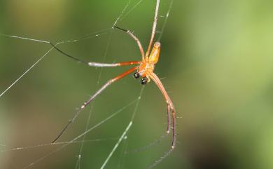 Nephila pilipes Fabricius, 1793 人面蜘蛛