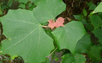 Mallotus paniculatus var. formosanus 臺灣白匏子