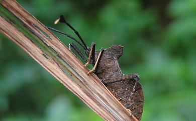 Dalader formosanus Esaki, 1931 臺灣鬚緣椿象