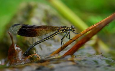 Euphaea formosa Hagen, 1869 短腹幽蟌