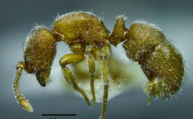Proceratium japonicum Santschi, 1937 日本盾角針蟻